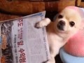 Chihuahua i masażyk