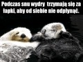 śpiące wydry