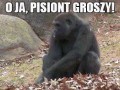 Pisiont groszy 1