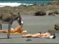 Donkey