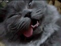 Cat dead