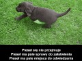 Pieseł się nie przejmuje