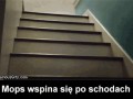 Super mops