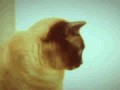 Turbo kot