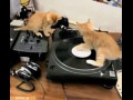 Dj kot