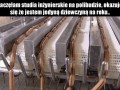 Samotna dziewczyna na polibudzie