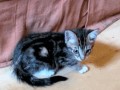 Kiciak
