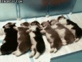 Puppies