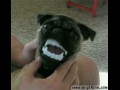 Mops wampir