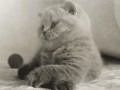 Kicia