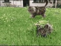 Kot