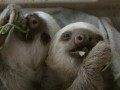 Omnomnom