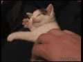 Kotek