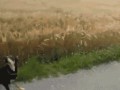 Piesek