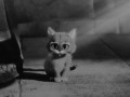Kot   