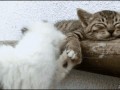 Mrrr