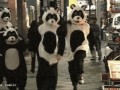 Pandy
