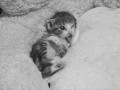 Meow