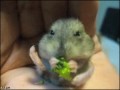 Omnomnomnom