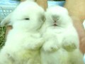Cute