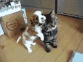 Cute 1