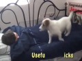 Pieskie życie ... z kobietą