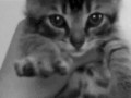 Meow