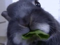 Nomnom