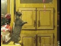 Cat fail