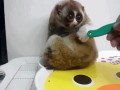 Slodkie