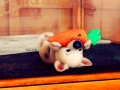 Piorun