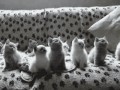Meow 1
