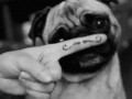 Mops