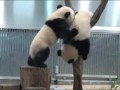Pandy 