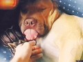 Funy dog