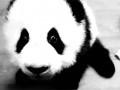 Panda d