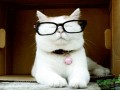Cool cat