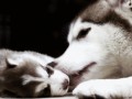Husky