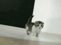 Scottish fold
