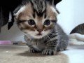 Slodkie