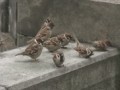 Angry birds