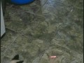 Jak nauczyc kota chodzenia po scianach