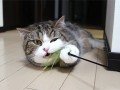 Nomnom