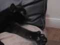 Cat approved