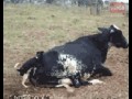 Krova don39t give a fuck