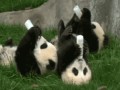 Pandy 1