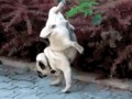 Mops d