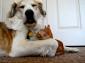 Aww