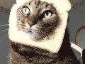 Inbread cat