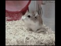 Chomik